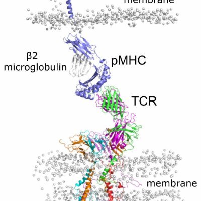 Assistant member @MSKCC Molecular Pharmacology program