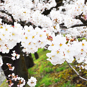長野の花見の風物詩「城山公園 花見茶屋」アカウントです！開花状況やイベント情報などをツイートします。