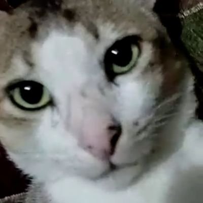 ShahariarArpo's profile picture. idk what im doing at dis point 🥱