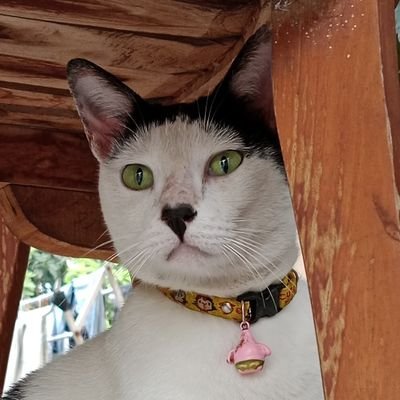 #Kucing #cat #cats #catsofx #catlovers