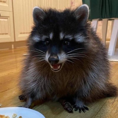 raccoonbleh's profile picture. guhhhhhh (mostly venting with occasional thirst traps sorry if i don’t accept ur request i promise it isn’t personal)