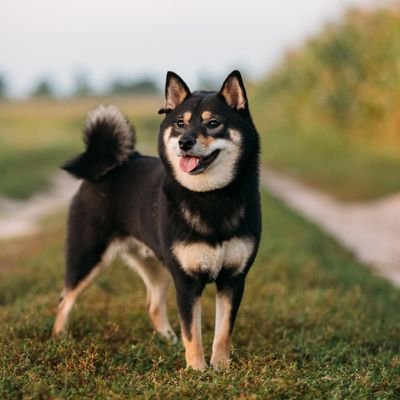 Mikolalaj_'s profile picture. 