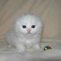 :( (@itsoverkitten) 's Twitter Profile Photo :( (@itsoverkitten) 's Twitter Profile Photo
