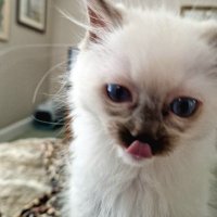 exheadteacher (@exheadteacher) 's Twitter Profile Photo