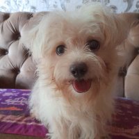 irONE_OGAN (@51527b) 's Twitter Profile