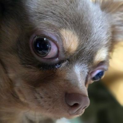 komochi_820's profile picture. GLAY大好きしゃもちゃんですCASやYouTubeに出没します仲良くしてね！
妹:みぃちゃん@mifromR03