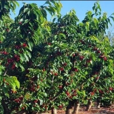 NÔNG DÂN CHÍNH HIỆU ĐỜI 7X,DỐT HƠN CHỮ DỐT,BỞI VẬY GIỜ LÀM NÔNG MỆT QUÁ,SÁNG 7H VÔ FARM CÀY CUỐC HUHU