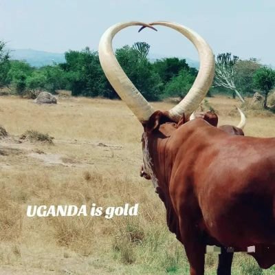 KAMPALA               +256755964550 +256775964550