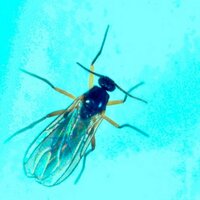 JohnInnesEntomology (@jicentomology) 's Twitter Profile Photo