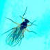 JohnInnesEntomology (@jicentomology) Twitter profile photo