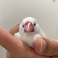 シロイ (@shiroi_ze) 's Twitter Profile
