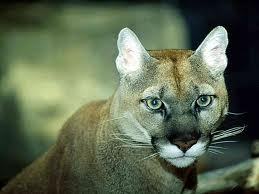 DannyTraum's profile picture. 