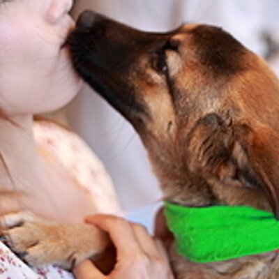 Ai 保護犬ワイマラナー まぁたイタズラ太郎 怒ってる逃げろ の図 保護犬 預かり犬 預かりボランティア ワイマラナー 大型犬 超大型犬 犬のいる暮らし 里親募集中 アニマルプロテクション アニプロ T Co Xr8n4qczau