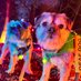 Lord Scrappy Nelson (@scrappyn) Twitter profile photo Lord Scrappy Nelson (@scrappyn) Twitter profile photo