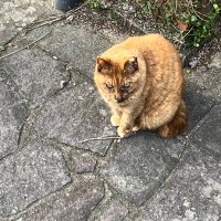 しろ (@mcrr3amy1k11186) 's Twitter Profile
