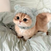 Nyjah Pamm 愚イェンさん (@nyjahfoxes) 's Twitter Profile