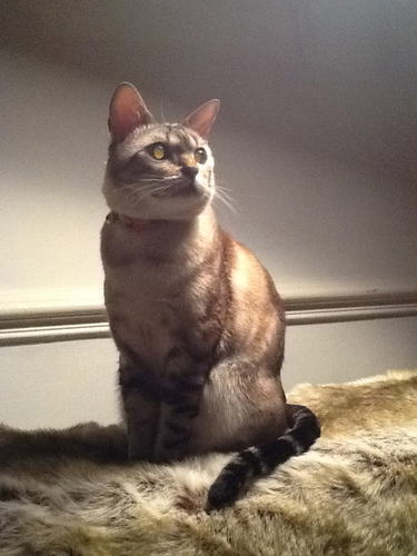 septdiva's profile picture. 