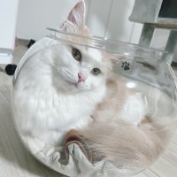 ใใใฟใ๐ธ (@h7r8h) 's Twitter Profile