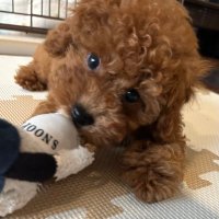 るん// (@runrun1103tk) 's Twitter Profile