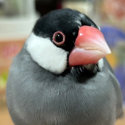 お迎えしてから1年半、全く飛ぶことができなかった桜文鳥ネルちゃんの写真をシェアしています。現在3歳、ビビリくんです。数回換羽を終えたある朝、突然飛べるようになりました。
LOVE travel, coffee, sweets, birds, and cute stuff.