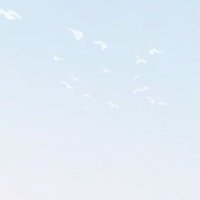 ゆ (@q17_do) 's Twitter Profile Photo