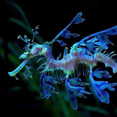 โ posting all sorts of sea creatures + info/fun facts every day โข check carrd !! ๐ ๐ซง