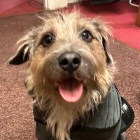 @DizzyTerrier.bsky.social (@dizzyterrier) 's Twitter Profile