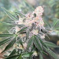 Terpy Tanner (@terpytanner) 's Twitter Profile