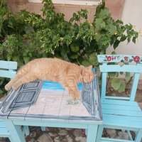 🇹🇷Dido🇹🇷 🤘🏻🤘🏻🐺 (@atanan1a) 's Twitter Profile Photo 🇹🇷Dido🇹🇷 🤘🏻🤘🏻🐺 (@atanan1a) 's Twitter Profile Photo