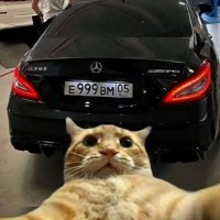 pigeon (@diebymir4yt) 's Twitter Profile