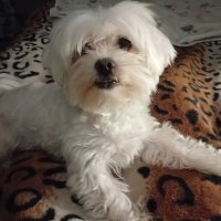 Moz (@moirajame) 's Twitter Profile