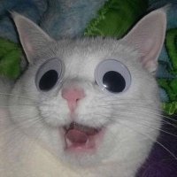 tristan (@meepint) 's Twitter Profile Photo