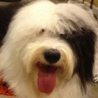 VetVicUSA (@victorj50726544) 's Twitter Profile
