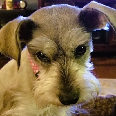 DogBrain1984's profile picture. 