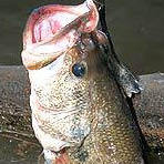 hampenvelo's profile picture. 