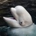 Dan Malloy’s Beluga Whale (@malloywhale) Twitter profile photo Dan Malloy’s Beluga Whale (@malloywhale) Twitter profile photo