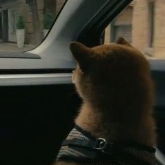 fooman40947355's profile picture. Much code. Very research. Such theory.