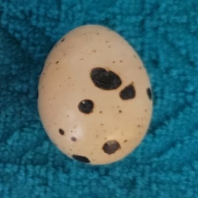 kamakanaetsuo's profile picture. Ready to bounce. X is a band, not a social media platform. El dueno es basura. Find me on Instagram. ✌️