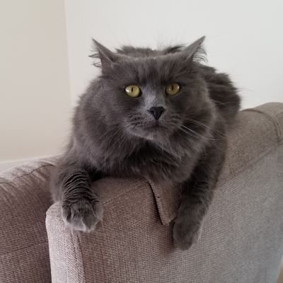 kimosabesmom's profile picture. 
