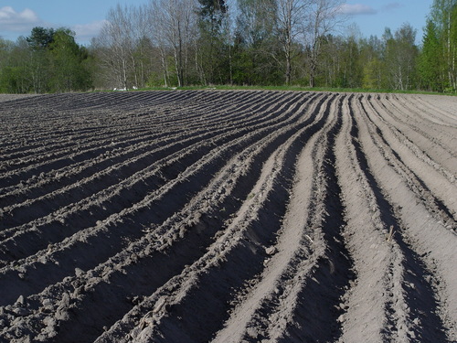 margueritii's profile picture. 