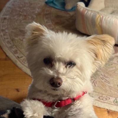Retired Commercial pilot,#MAGA, no-kill shelters,harsh punishment 4 animal abusers, artist; 💔miss my recently deceased husband and dog,❤️Segwaying .❤️my horses