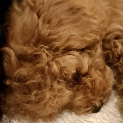 uyusoru's profile picture. 