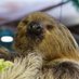 私の日常(日本の7動物園のマヌルネコに会いに行くんだ!) (@yuki_1985_) Twitter profile photo 私の日常(日本の7動物園のマヌルネコに会いに行くんだ!) (@yuki_1985_) Twitter profile photo