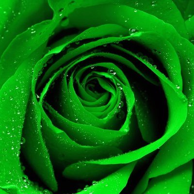 Absinthe Rosesさんのプロフィール画像