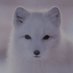 Arctic_Fox (@arctic_fox_y) Twitter profile photo Arctic_Fox (@arctic_fox_y) Twitter profile photo