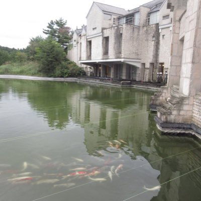 aya_skrzk's profile picture. 03 / 🚺/ 猫