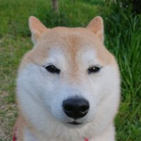 メルコとハナコ (@iisgh9zlk984329) 's Twitter Profile Photo メルコとハナコ (@iisgh9zlk984329) 's Twitter Profile Photo