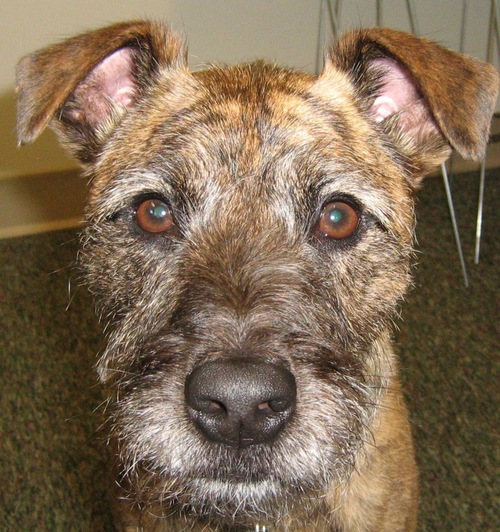 Rescued from a shelter now interested in marketing and  sharing my Snoopiness with the world.  You can't hold my opinions against me - I'm just a dog.