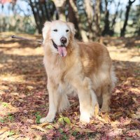Sabby🐶🐾🐈🐾家族 (@gorubanisabi) 's Twitter Profile