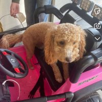 lexi coltharp (@coltharplexi) 's Twitter Profile Photo